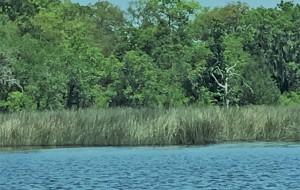 River of Grass poster photo